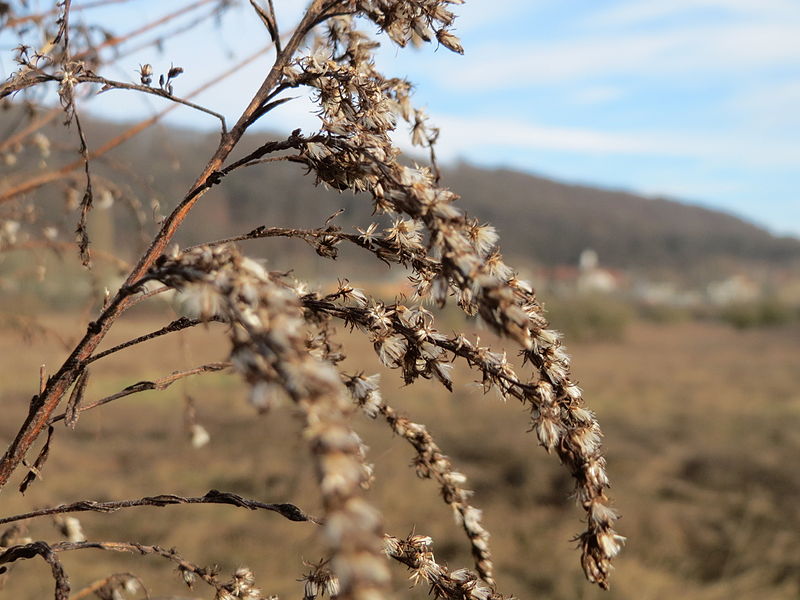 File:20150118Solidago canadensis.jpg