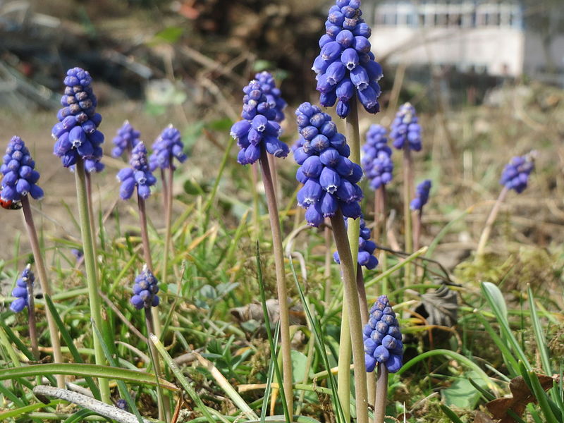 File:20160324Muscari armeniacum3.jpg