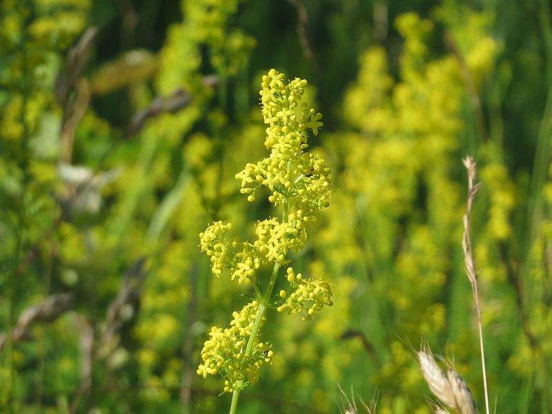 File:20160622Galium verum3.jpg