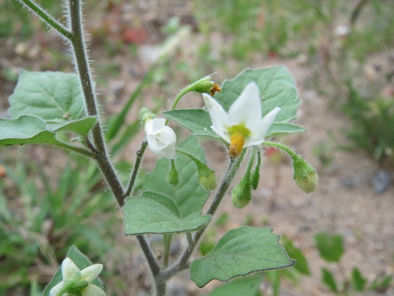 File:20160726Solanum nigrum4.jpg