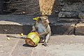 * Nomination Monkey. Causeway to the Angkor Wat. Angkor Wat, Siem Reap Province, Cambodia. --Halavar 16:33, 17 May 2023 (UTC) * Promotion  Support Good quality. --Jakubhal 17:03, 17 May 2023 (UTC)