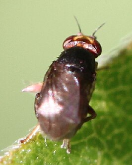 Camarota curvipennis