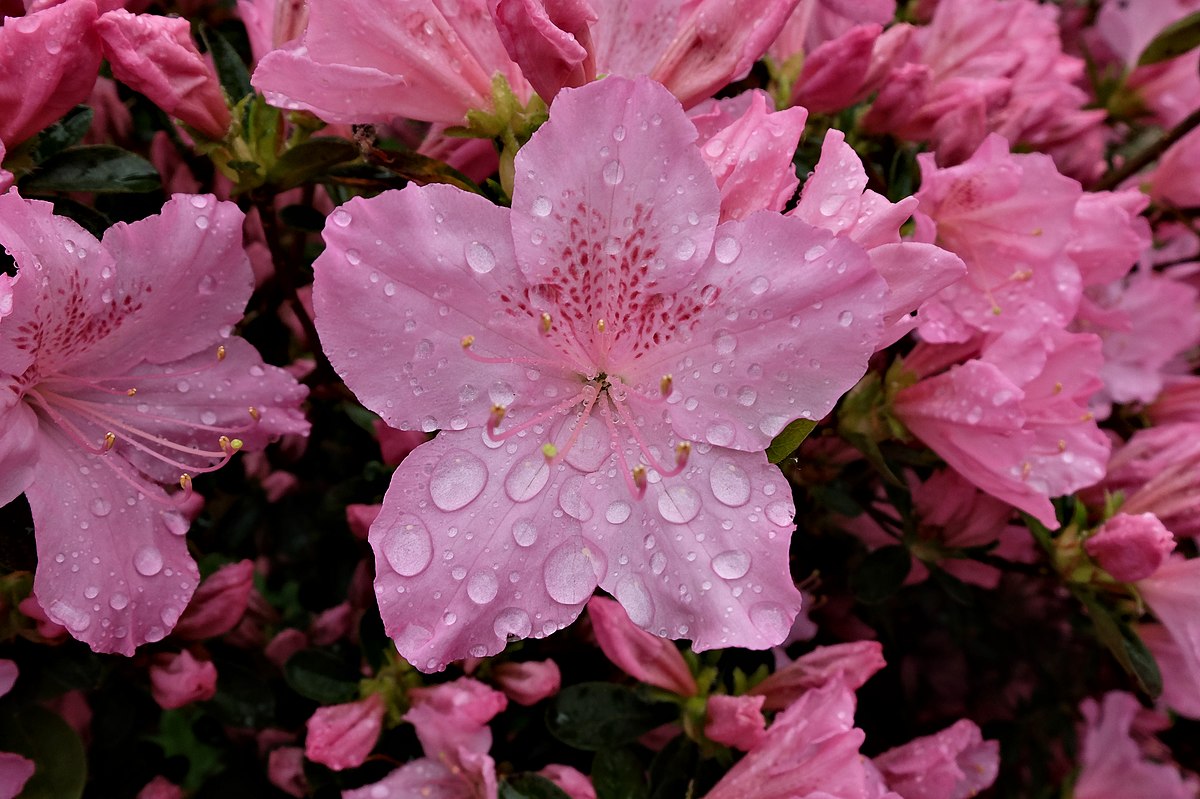 Rhododendron simsii