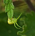 Dreieck-Krabbenspinne - Ebrechtella tricuspidata, Weibchen