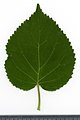 * Nomination Sorbus aucuparia. Leaf adaxial side. --Knopik-som 07:09, 10 October 2021 (UTC) * Promotion  Support Good quality. --Steindy 11:38, 10 October 2021 (UTC)