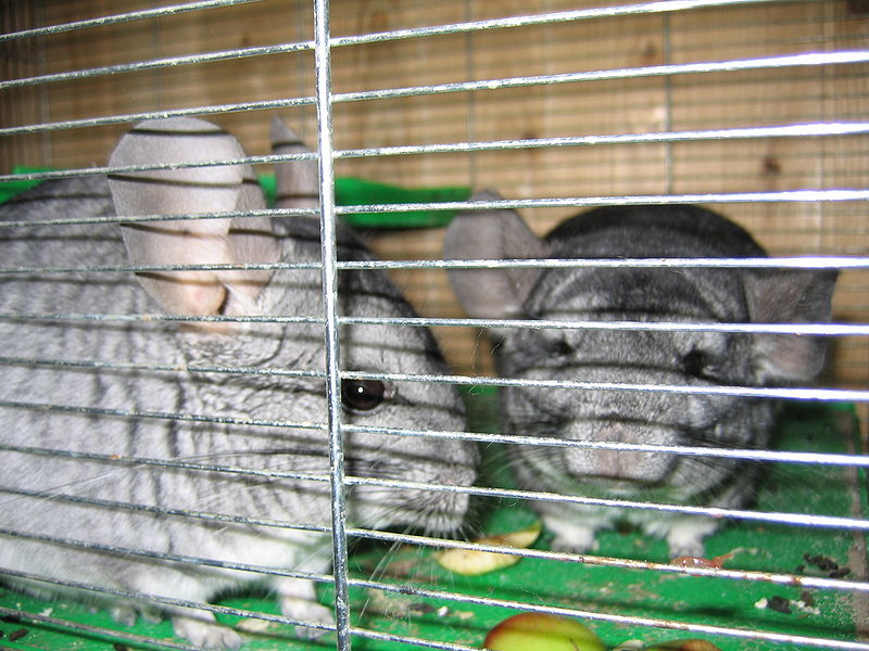 File:2 Chinchillas.jpg