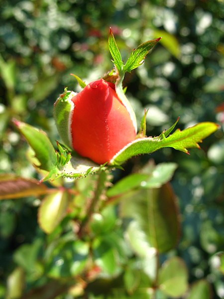 File:4548 - Bern - Rosengarten - Hybrid Tea.JPG