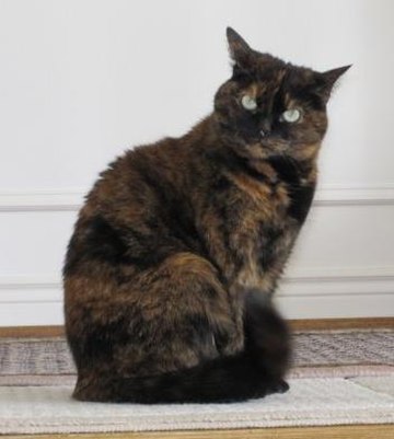 File:6-year old tortoise shell cat.jpg