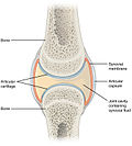 Thumbnail for Synovial joint