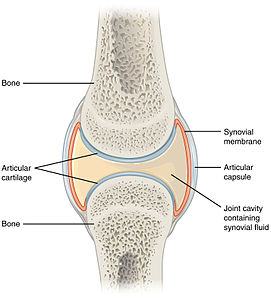 907 Synovial Joints.jpg