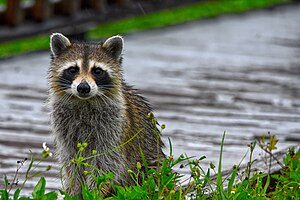 A Raccoon in the rain.jpg