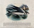 A flying fish in the sea with a boat in the background. Colo Wellcome V0020511.jpg