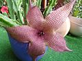 Aasblume, Stapelia grandiflora.JPG