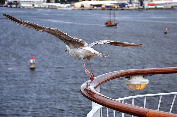 Die Möwe möchte nicht an Bord bleiben