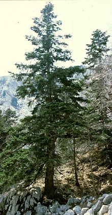 Silver fir on Orjen on bare limestone Abies Orjen.jpg