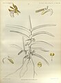 Acampe praemorsa var. praemorsa (as Saccolabium papillosum) - The Orchids of the Sikkim-Himalaya pl 290 (1898).jpg