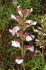 Miniatura para Acanthus mollis