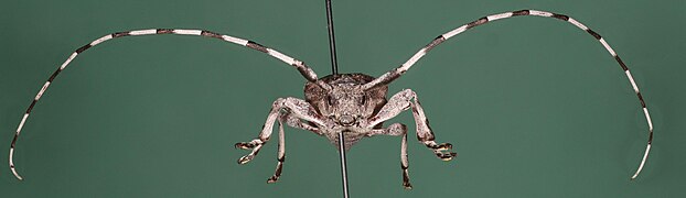 Acanthocinus aedilis-f.jpg