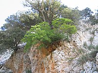 Acer opalus subsp. granatense.JPG