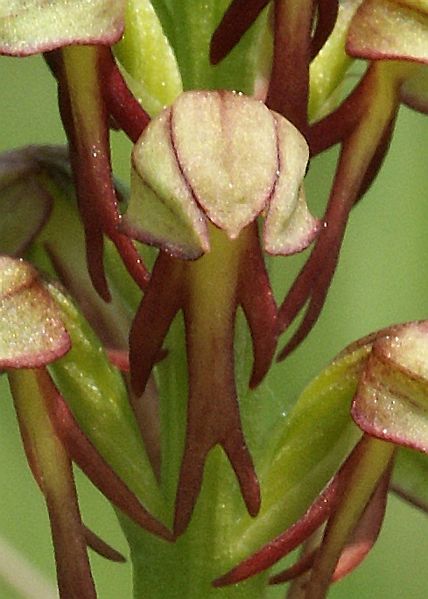 File:Aceras anthropophorum flowers fragment.jpg