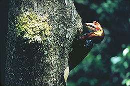 Valdeno ragasnapis (Aceros waldeni)