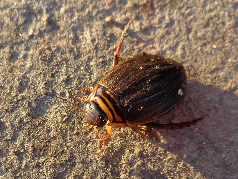 File:Acilius canaliculatus 01.JPG