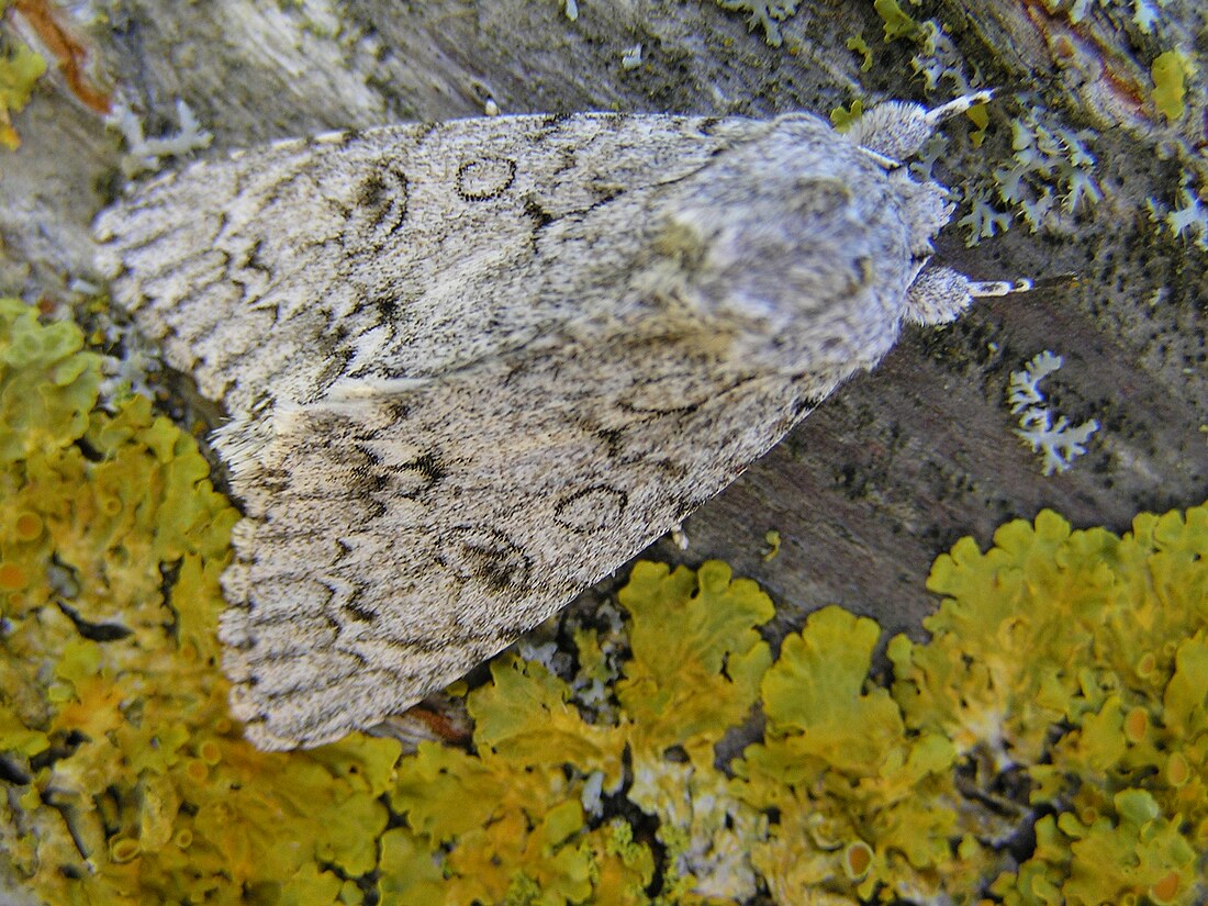 Noctuelle de l'érable