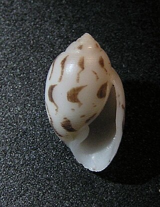 <i>Acteon virgatus</i> Species of marine gastropod