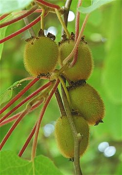 Actinidia-chinensis-ashoka-frucht.jpg