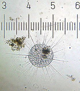 Actinophryid order of protists