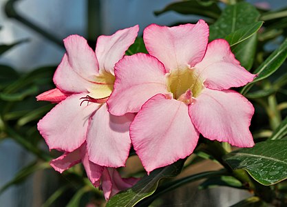 Adenium obesum