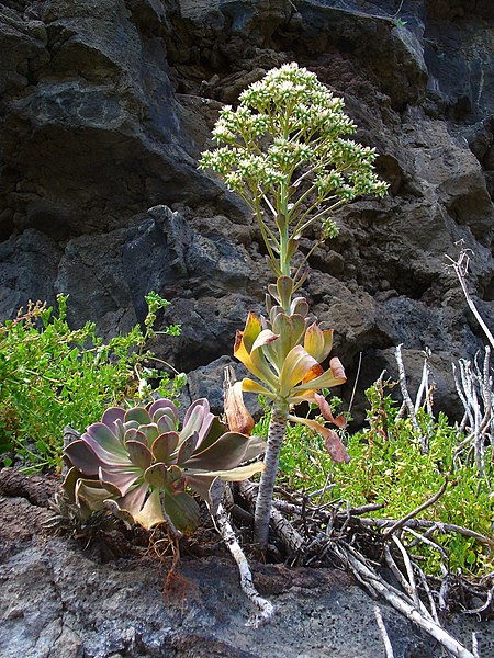 File:Aeonium davidbramwellii 01.JPG