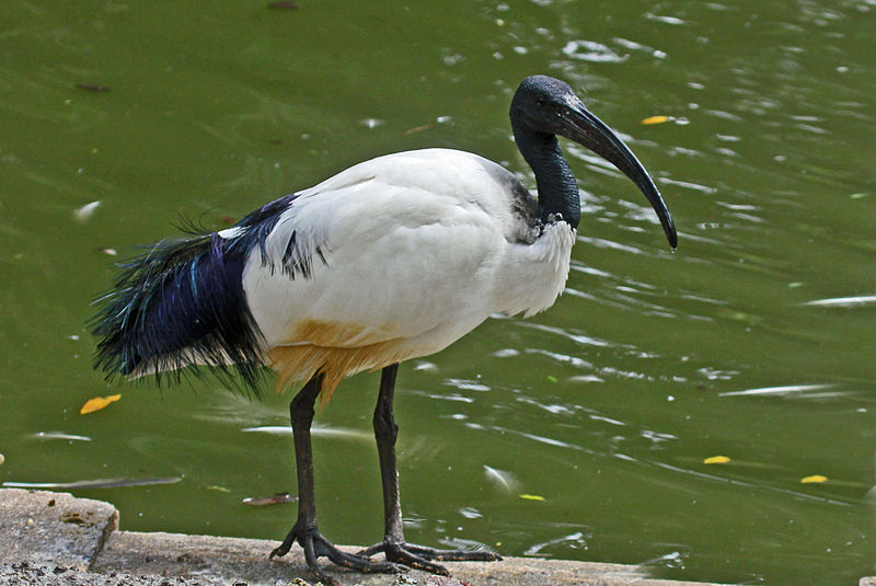 File:African Sacred Ibis RWD.jpg