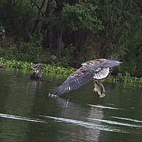 African fish eagle - immature - catches a fish (38184854171).jpg