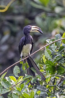 African pied hornbill (Tockus fasciatus semifasciatus) male.jpg