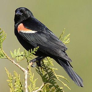 Male Red-shouldered Blackbird (Agelaius phoeniceus)