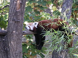 Conheça os pandas-vermelhos, seu amor pelas árvores altas e outras