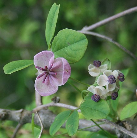 Akebia quinata in Mount Ibuki 2011-05-21.JPG