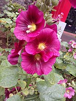 Alcea Rosea Hollyhocks flower plant - Closer look.jpg