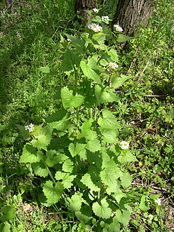 Rohtolitulaukka eli litulaukka (Alliaria petiolata)