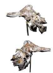 Endocast (cast of the brain cavity) of Allosaurus Allo-endo.tif