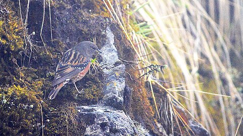 Prunella collaris e Sikkim, India