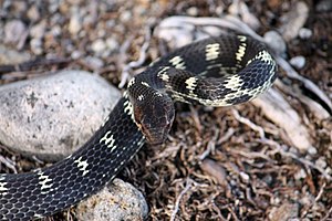 Antilles snake in Rosalie, Dominica.