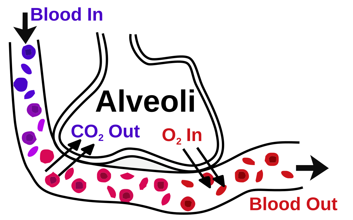 1200px Alveoli