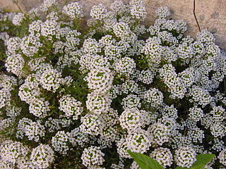 <i>Lobularia</i> (plant) Genus of flowering plants