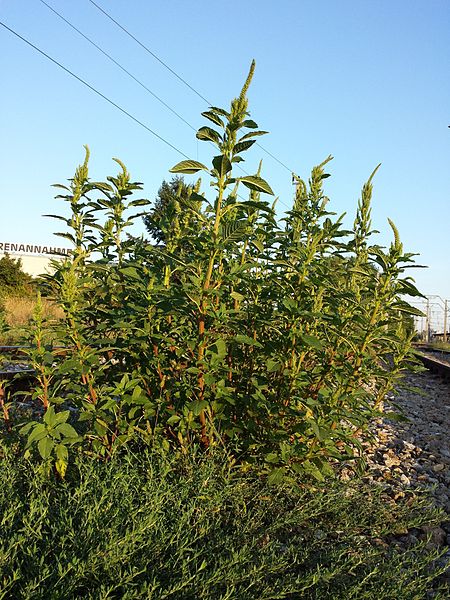 File:Amaranthus powellii subsp. powellii sl4.jpg