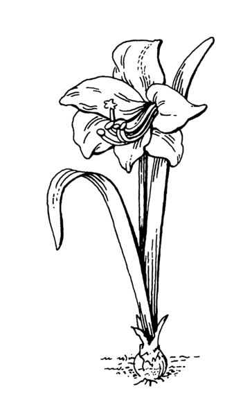 File:Amaryllis 2 (PSF).png