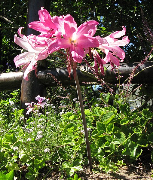 File:Amaryllis belladonna in flower, showing scape IMG 5342.JPG