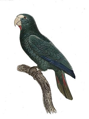 Amazona ventralis - Barraband.jpg