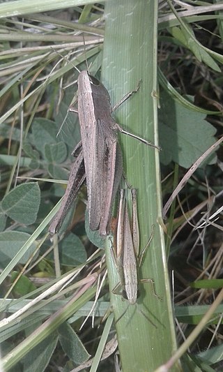 <i>Amblytropidia australis</i> Species of grasshopper